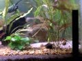videos de 20 gallon aquarium 03jan2009