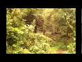 Thailand Elephant Trek