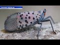 The Spotted Lanternfly: Invasive Bug on the Move - image thumbnail