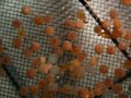 My brown trouts started hatching.But in this tank , because of my own fault, there are so many dead eggs.In the other tank, the eggs are less dead than in this tank.When trouts are this size,as they are so weak, I got so nervous about them.In a few days, I have to deal with bubbles.Several days later, they will be colored.Untila that NO UV.