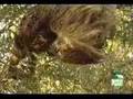 SLOTH