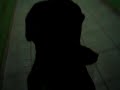 MOV04976