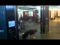 Burpie Pull up Challenge - begin standing below a pull up bar, having a friend time you. place your hands on the floor outside your feet, kick your feet back, then quickly bring your knees to you chest, and your feet below your hips. Then jump and grab the pull up bar, pull yourself into a pull up back down to do the burpee. repeat this for as many as you can do in a minute, if you can't do a pull up or burpie it is advised not to do this challenge. person who has the highest number of burpee pull ups in a minute wins! 