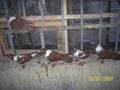 kelebek pigeons