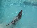 Abbott loved the water