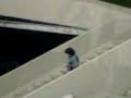Escaleras Electricas Falsas