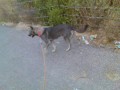 My Dog