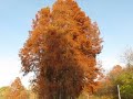 Beautiful autumn day in the Park.