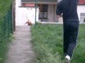 fiona une amstaff d'amour fiona une amstaff d'amour