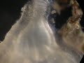 Tunicate (Sea Squirt) Tunicate (Sea Squirt)