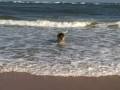 videos de Jon and Maggie play fetch