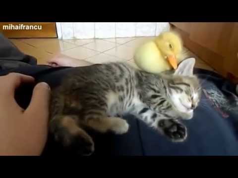 REALLY CUTE ANIMALS unlikely friends and companions hugging and resting, also cuddle buddies naptime