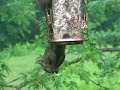 Black squirrel chowing down on hot pepper bird seed