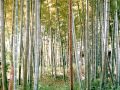 Itsuki Lullaby (ocarina) 五木の子守唄