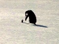 Adelie playing with camera case, McMurdo Sound, Antarctica