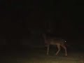 Suburban Deer