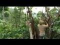 Agroforestry at Lampung