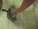 Iris Thumbs gets a tuna treat! Iris Thumbs gets a tuna treat!