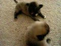 Little Ewok Pug Puppies