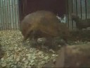 Armadillo-1  Running !!
