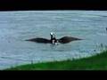 Osprey gets fish at 2008 PODS PGA golf tournament