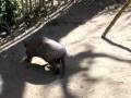 VIDEO TATU RABOMOLLE