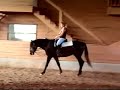 See a little of how it's done - a 3 year old Andalusisan colt being trained by J.P. Giacomi and Davina Becker.  Visit our website: www.BaroqueFarmsUSA.com and check out JP's BLOG: http://tinyurl.com/JP-Giacomini-Blog