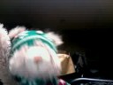 head bangin bear