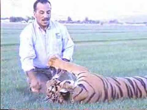 Mustafa Bengal tiger