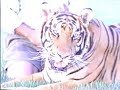 Mustafa, Bengal Tiger