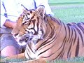 Mustafa, Bengal Tiger Mustafa, Bengal Tiger