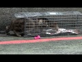 TNR 又是美短！ 20120521 17:45