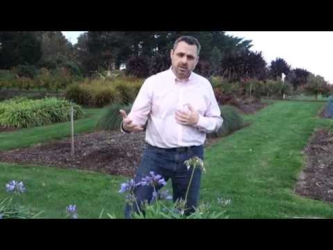 how to remove agapanthus