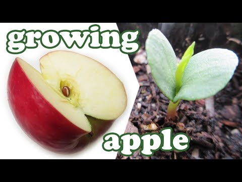 How To Grow An Apple Tree From Seeds - Growing Apples Fruits - Planting Dwarf Fruit Trees - Jazevox