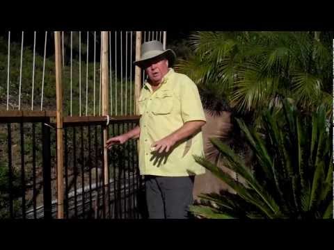 how to train espalier