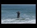 Hot Rod Surfer