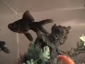 Fish 'n' Zeppelin
