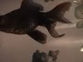 Fish 'n' Zeppelin