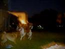 Ghost Dogs