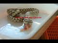 Western Hognose eating-Repas Heterodon nasicus Western Hognose eating-Repas Heterodon nasicus