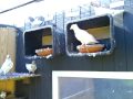 Kurdish pigeon kotr kaftar kabootar Bakhtiar hawler hawleri dk 2