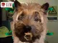 Beatboxing Dog! Beatboxing Dog!