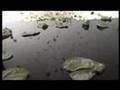 Exposition of the Aerodynamic Properties of Natural Detritus