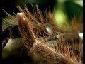 Sex ist die treibende Kraft der Evolution -- Das Sexualverhalten der Tierwelt ist ebenso reichhaltig und komplex wie Futtersuche oder Jagdstrategien. Oft tragen die Tiere erbitterte Konflikte aus, wenn es gilt, das eigene Erbmaterial weiterzugeben. NATIONAL GEOGRAPHIC gewährt einen faszinierenden Einblick in das Sexualleben von Tieren in der Wildnis. Jede Folge widmet sich einem speziellen Aspekt sexuellen Verhaltens. Die vierteilige Miniserie kombiniert neueste wissenschaftliche Erkenntnisse mit atemberaubenden Bildern und spannenden Geschichten.