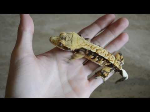 YouTube reptile video