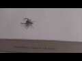 Spider Fight - scareycat vs pippy Spider Fight - scareycat vs pippy