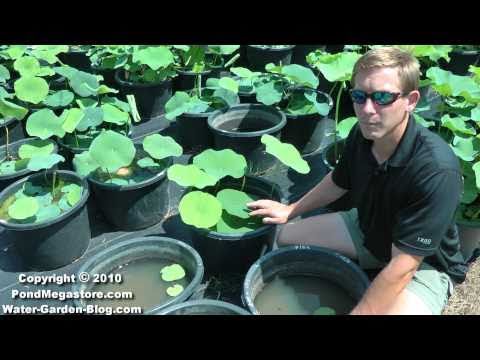 how to fertilize pond plants