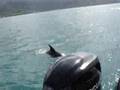 dolphins in Kaneohe Bay