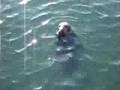 seals howtz