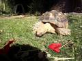 Ivan Eats Flowers.